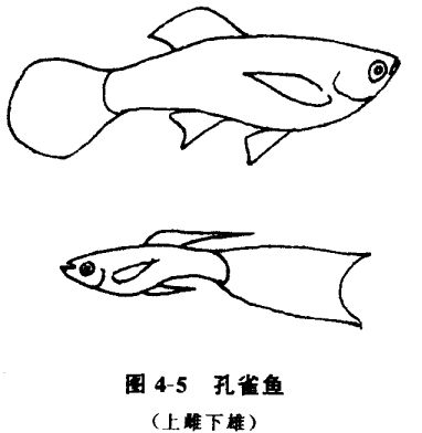 怎樣養孔雀魚？