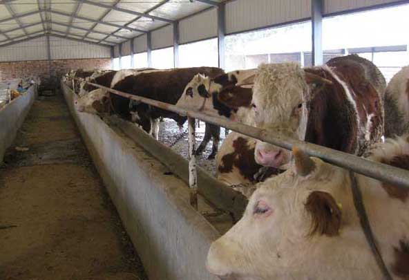 架子牛飼養方法