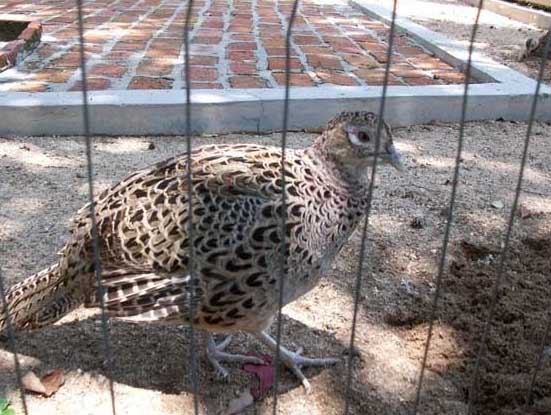 山雞飼養方法