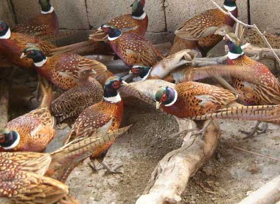 野雞飼養方法