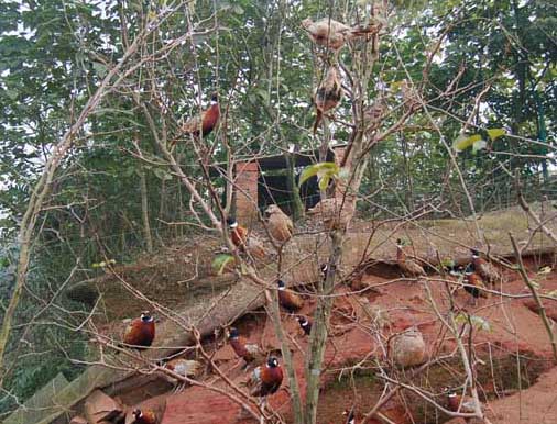 山雞養殖