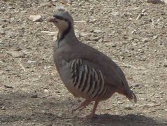 鷓鴣飼養需要的設施主要是什么