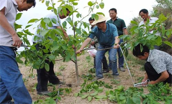 結果期核桃樹的修枝整形要點