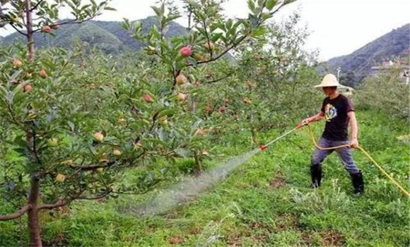 蘋果樹澆水最佳時間