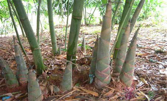 竹筍種植后的管理方法