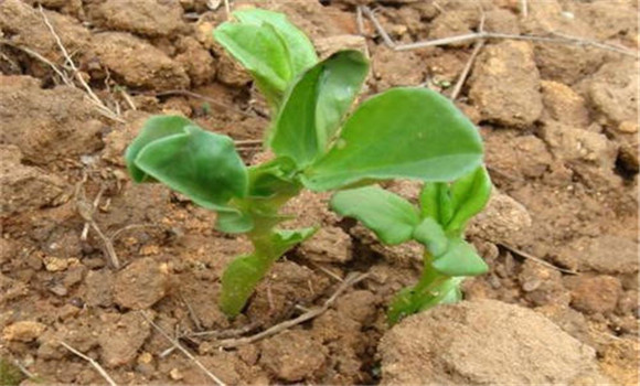 蠶豆種植時間是幾月份