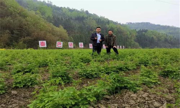 絞股藍的繁殖方法