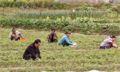 絞股藍田間管理方法 絞股藍種植技術