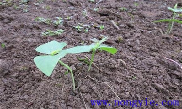 怎樣奪取菜豆早熟高產