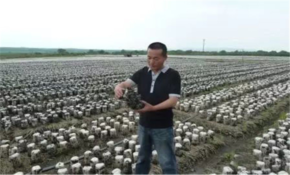 食用菌種植管理方法：怎樣給食用菌添加營養液