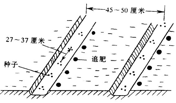 蘿卜栽培技術