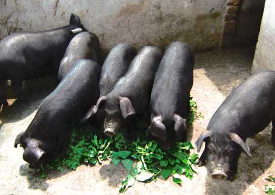 黑豬飼養方法