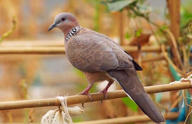 斑鳩養殖技術