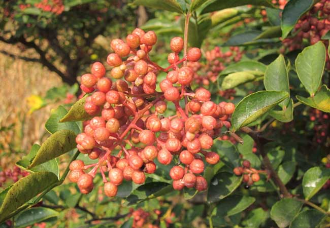 花椒育苗技術