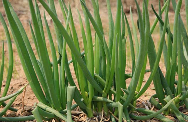 大蔥種植技術