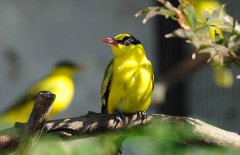 黃鸝鳥吃什么食物 黃鸝飼養方法