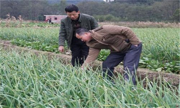 大蒜田間管理技術要點