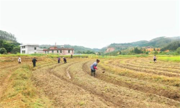 油菜需要什么樣的種植條件