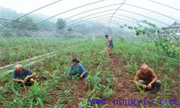 生姜栽培管理技術要點