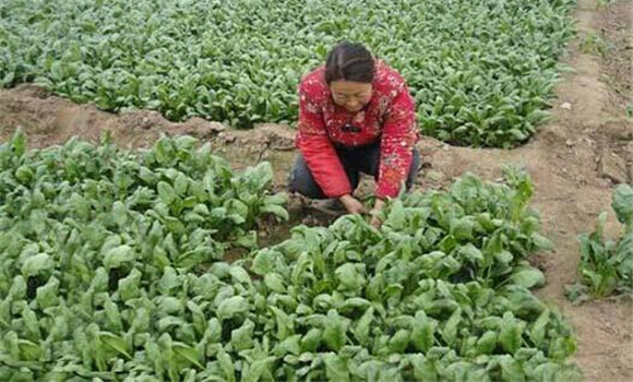 菠菜種植管理技術