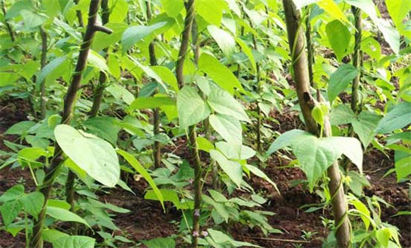 豆角種植時間