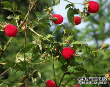 樹莓種植方法 樹莓栽培與種植技術