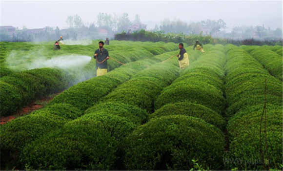 農業種植技術