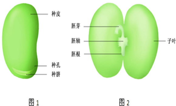 蠶豆種子結構