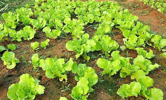 生菜種植技術