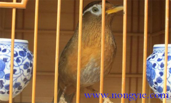 畫眉鳥飼養方法 畫眉鳥的飼養技術