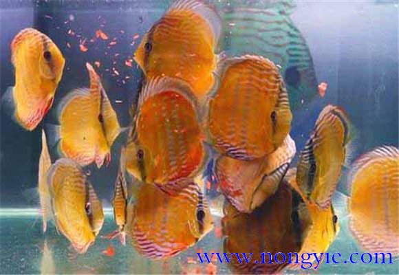 神仙魚飼養環境要求