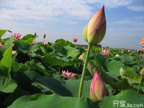 湘蓮種植技術要點與種植步驟