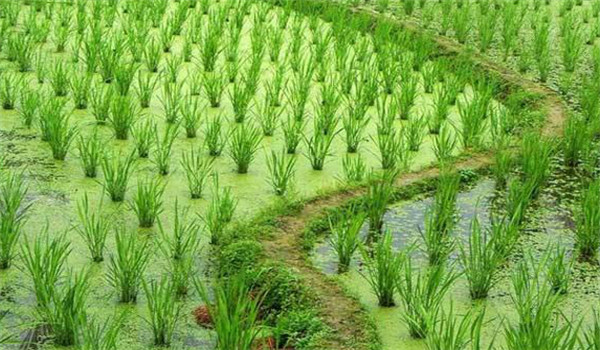 茭瓜種植技術須知