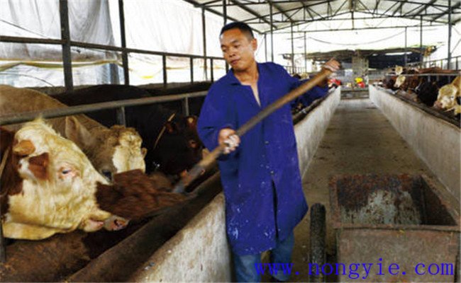 酒糟飼養肉牛的方法