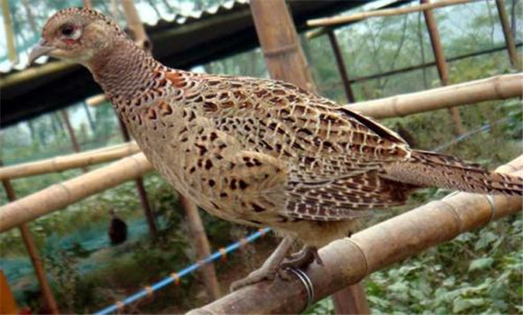 肉用鴣飼養管理