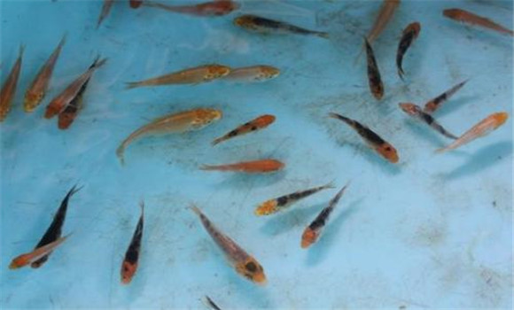 飼養魚苗幾次脫水后才可以換水