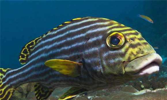 攀鱸魚養殖技術