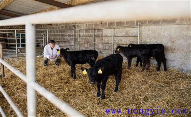 新生犢牛安全飼養管理措施