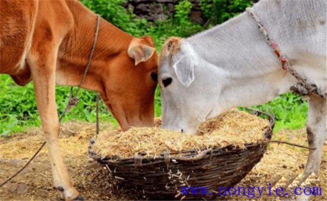 養牛節省草、節省飼料的九種辦法