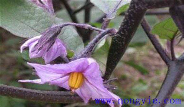 茄子落花落果發生原因