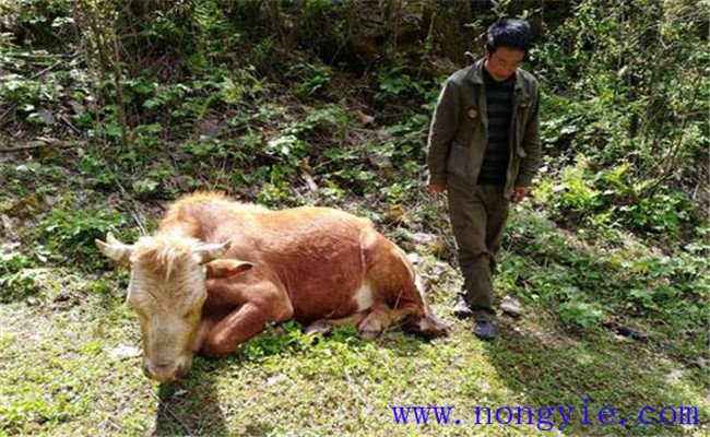 牛食用爛紅薯中毒的癥狀表現、診治與治療方法