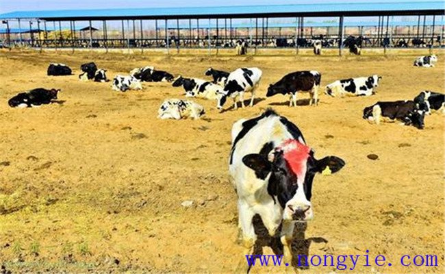 冬季奶牛如何飼養管理產奶多