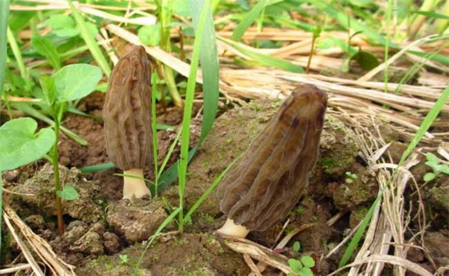 野生羊肚菌一般長在什么地方