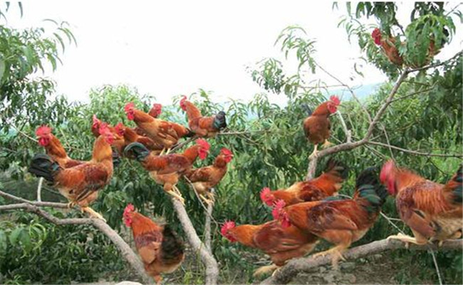 仙居雞育成期飼養技術要點