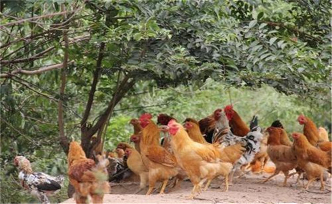 林下種草養雞飼養管理技術