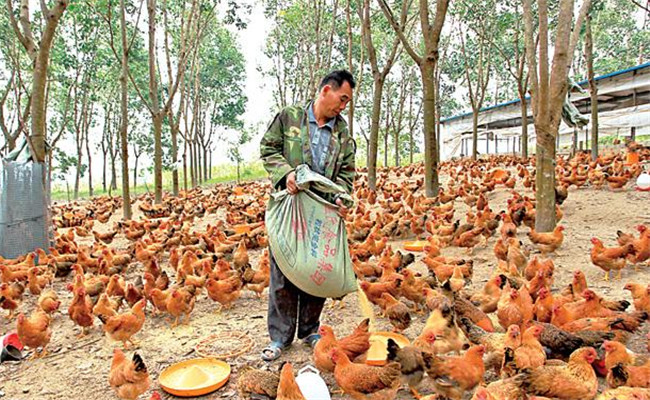 養雞用鹽的講究:飼料食鹽用量、食鹽中毒的防治