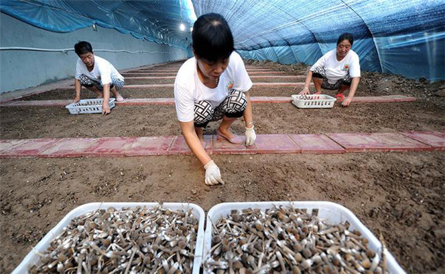 雞樅菌人工種植技術要點