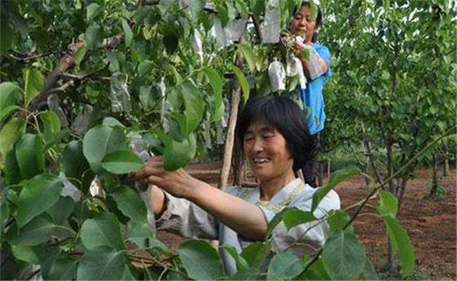 梨樹套袋用什么袋子好