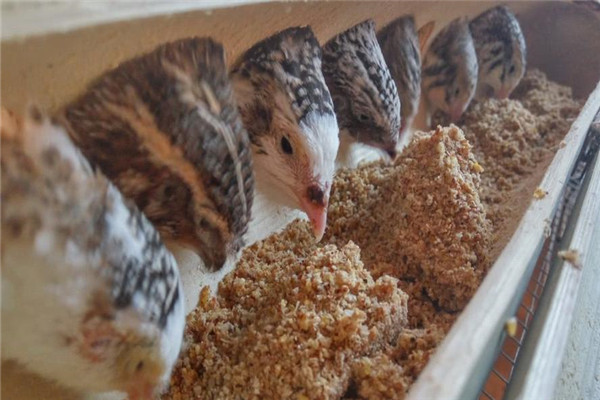 鵪鶉飼養如何配好飼料