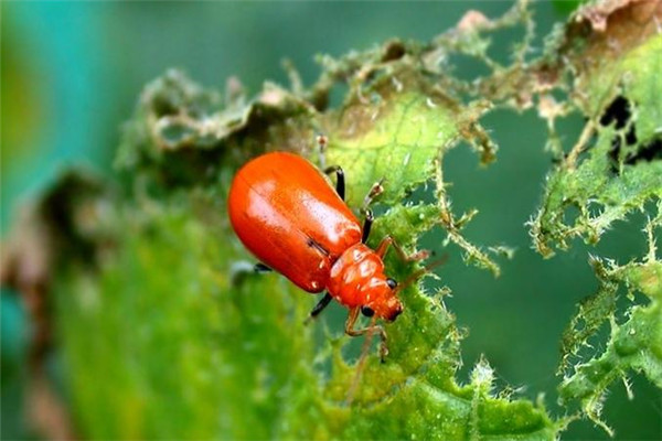 黃守瓜的發生特點